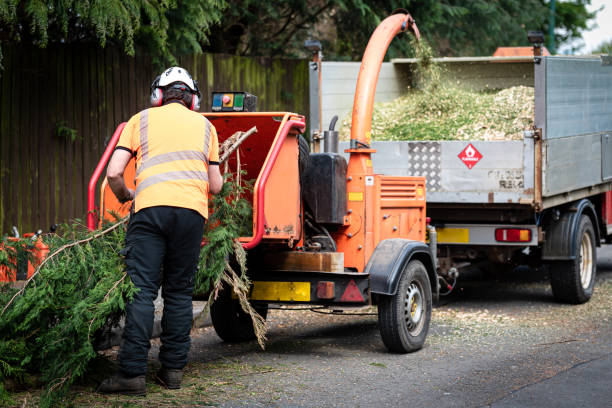 Best Seasonal Cleanup (Spring/Fall)  in Westmont, CA