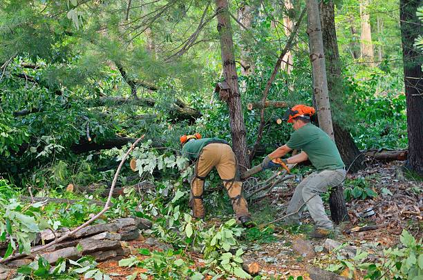 Westmont, CA Tree Services Company