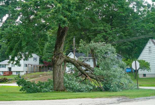 Best Commercial Tree Services  in Westmont, CA