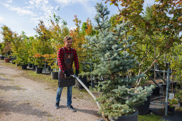 Best Tree Mulching  in Westmont, CA