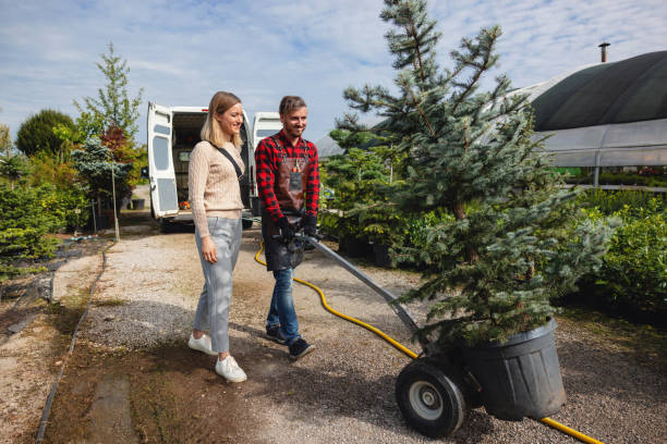 How Our Tree Care Process Works  in  Westmont, CA