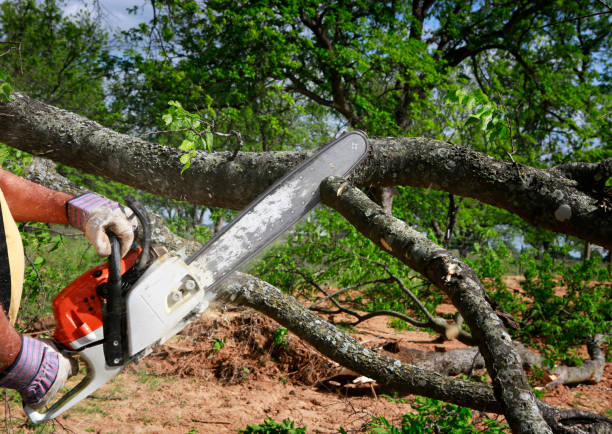 Tree and Shrub Care in Westmont, CA