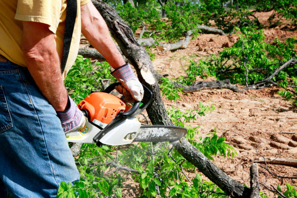 Best Tree Removal  in Westmont, CA